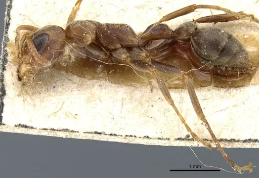 Pseudomyrmex spinicola specimen CASENT0904055 image casent0904055_3