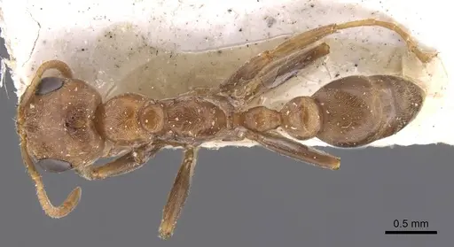 Pseudomyrmex spinicola specimen CASENT0907562 image casent0907562_1