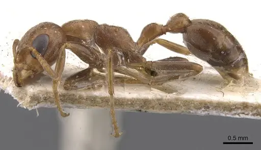 Pseudomyrmex spinicola specimen CASENT0907562 image casent0907562_3