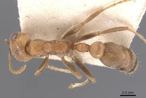 Pseudomyrmex spinicola specimen CASENT0907564 image casent0907564_1