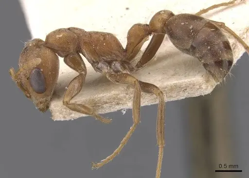 Pseudomyrmex spinicola specimen CASENT0907564 image casent0907564_3