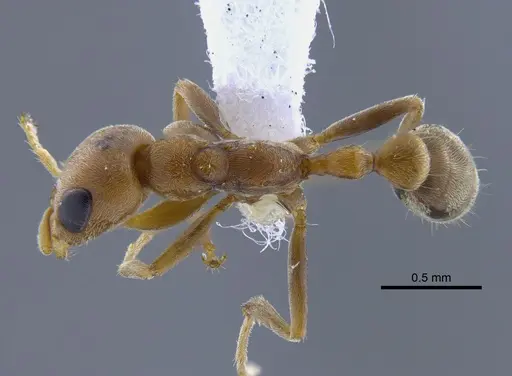 Pseudomyrmex spinicola specimen CBUMAGENT41761 image cbumagent41761_1