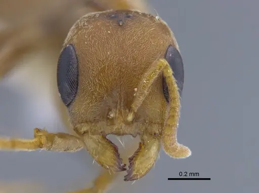 Pseudomyrmex spinicola specimen CBUMAGENT41761 image cbumagent41761_2