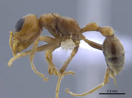 Pseudomyrmex spinicola specimen CBUMAGENT41761 image cbumagent41761_3