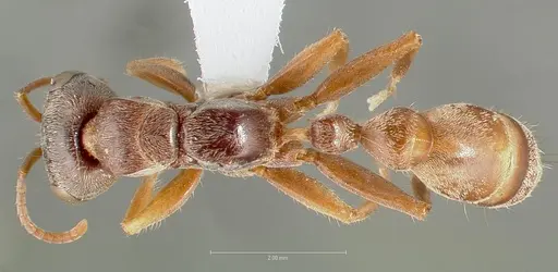 Pseudomyrmex squamifer specimen CASENT0005856 image casent0005856_1