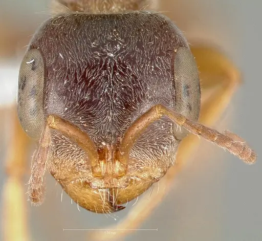 Pseudomyrmex squamifer specimen CASENT0005856 image casent0005856_2