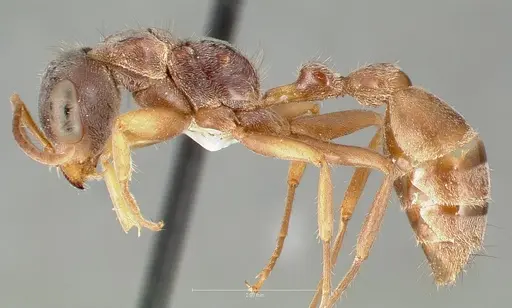 Pseudomyrmex squamifer specimen CASENT0005856 image casent0005856_3