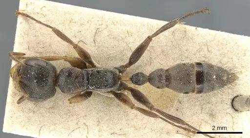 Pseudomyrmex squamifer specimen CASENT0904045 image casent0904045_1