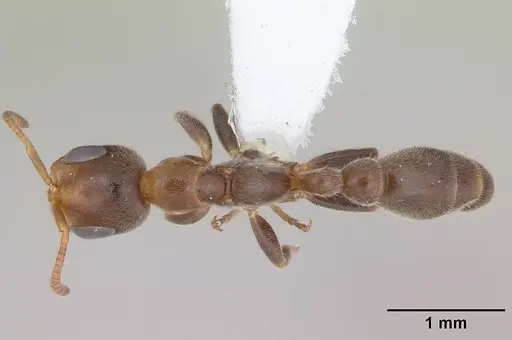 Pseudomyrmex subater specimen CASENT0173777 image casent0173777_1