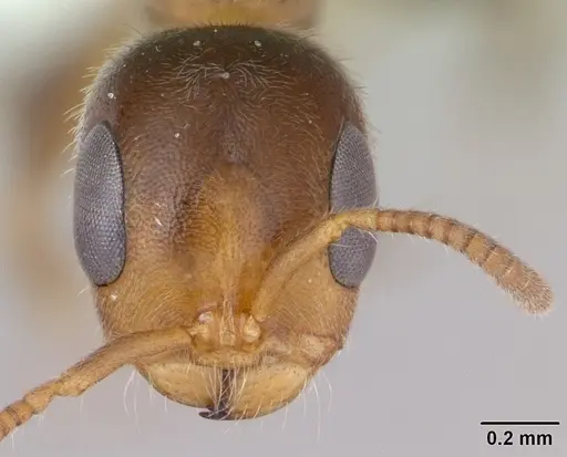 Pseudomyrmex subater specimen CASENT0173777 image casent0173777_2