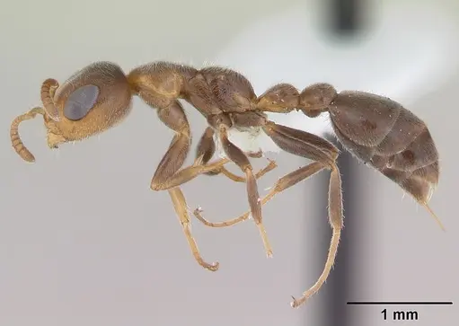 Pseudomyrmex subater specimen CASENT0173777 image casent0173777_3