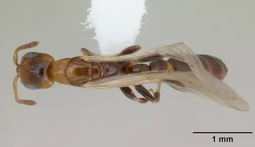 Pseudomyrmex subater specimen CASENT0173778 image casent0173778_1