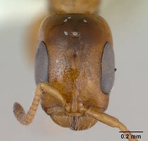 Pseudomyrmex subater specimen CASENT0173778 image casent0173778_2