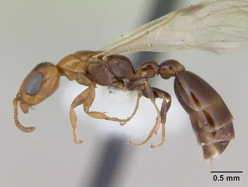 Pseudomyrmex subater specimen CASENT0173778 image casent0173778_3