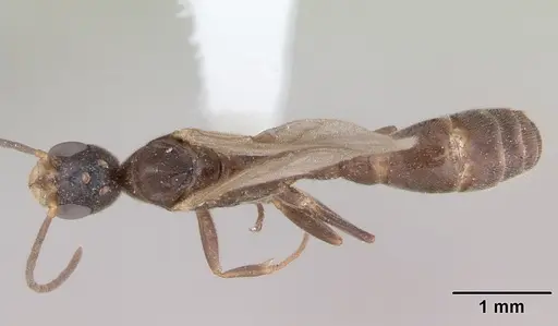 Pseudomyrmex subater specimen CASENT0173779 image casent0173779_1