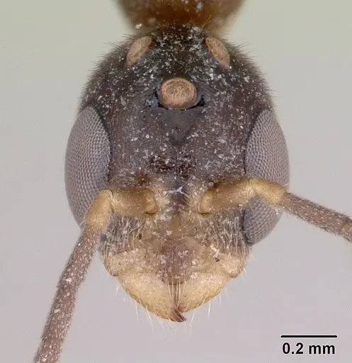 Pseudomyrmex subater specimen CASENT0173779 image casent0173779_2