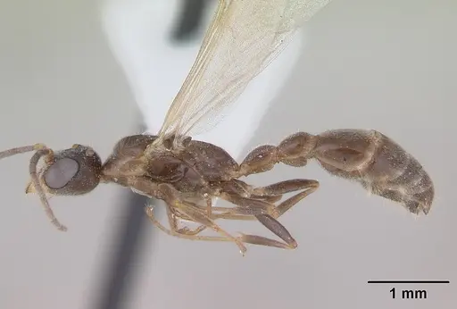 Pseudomyrmex subater specimen CASENT0173779 image casent0173779_3
