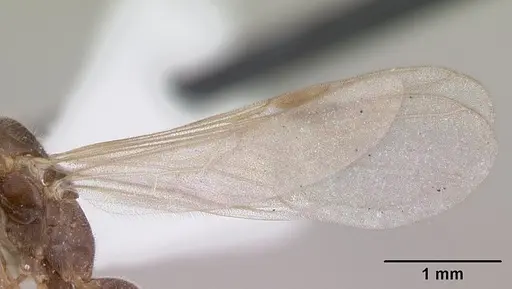 Pseudomyrmex subater specimen CASENT0173779 image casent0173779_4