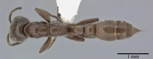 Pseudomyrmex subater specimen CASENT0246309 image casent0246309_1