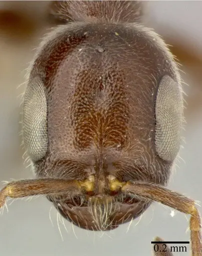Pseudomyrmex subater specimen CASENT0246309 image casent0246309_2