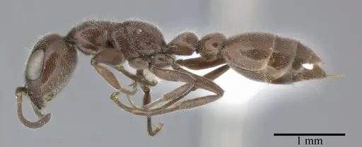 Pseudomyrmex subater specimen CASENT0246309 image casent0246309_3