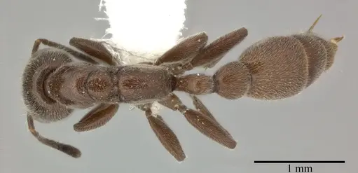 Pseudomyrmex subater specimen CASENT0246348 image casent0246348_1