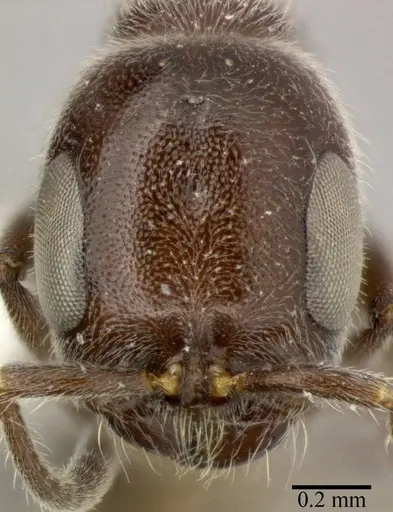 Pseudomyrmex subater specimen CASENT0246348 image casent0246348_2
