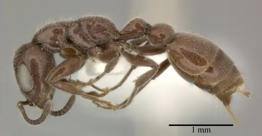 Pseudomyrmex subater specimen CASENT0246348 image casent0246348_3