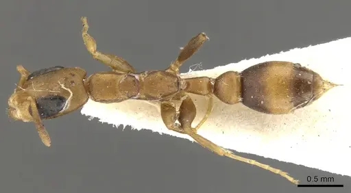Pseudomyrmex subtilissimus specimen CASENT0902919 image casent0902919_1