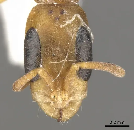 Pseudomyrmex subtilissimus specimen CASENT0902919 image casent0902919_2