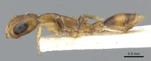 Pseudomyrmex subtilissimus specimen CASENT0902919 image casent0902919_3