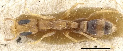 Pseudomyrmex subtilissimus specimen CASENT0904057 image casent0904057_1