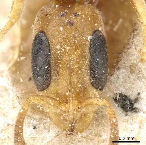 Pseudomyrmex subtilissimus specimen CASENT0904057 image casent0904057_2