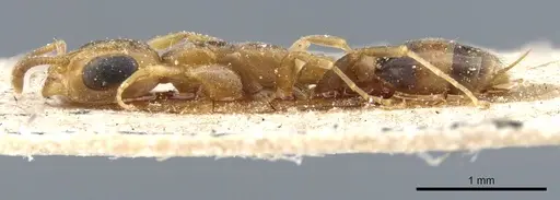 Pseudomyrmex subtilissimus specimen CASENT0904057 image casent0904057_3
