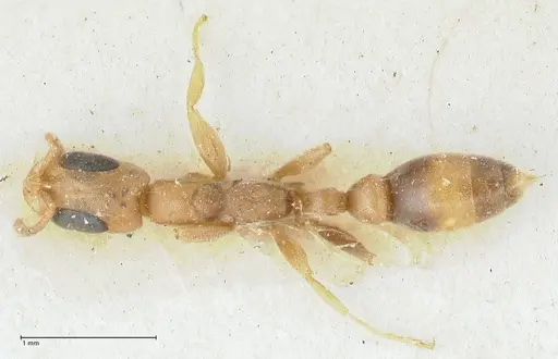 Pseudomyrmex subtilissimus specimen FOCOL1201 image focol1201_1