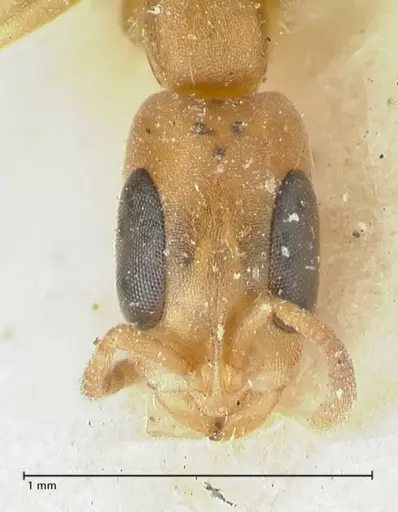 Pseudomyrmex subtilissimus specimen FOCOL1201 image focol1201_2