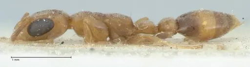 Pseudomyrmex subtilissimus specimen FOCOL1201 image focol1201_3