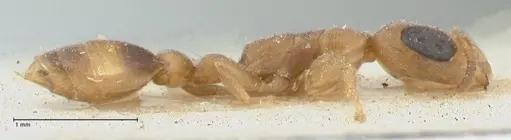 Pseudomyrmex subtilissimus specimen FOCOL1201 image focol1201_4