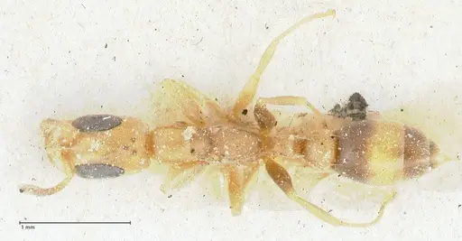 Pseudomyrmex subtilissimus specimen FOCOL1202 image focol1202_1