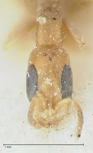 Pseudomyrmex subtilissimus specimen FOCOL1202 image focol1202_2