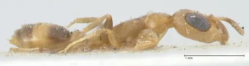 Pseudomyrmex subtilissimus specimen FOCOL1202 image focol1202_4