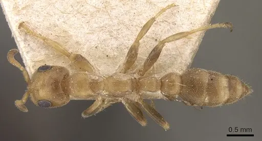 Pseudomyrmex tachigaliae specimen CASENT0281899 image casent0281899_1