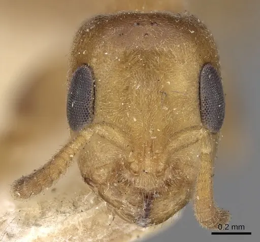 Pseudomyrmex tachigaliae specimen CASENT0281899 image casent0281899_2