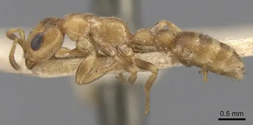 Pseudomyrmex tachigaliae specimen CASENT0281899 image casent0281899_3