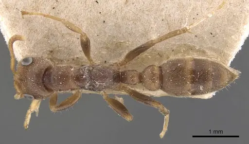Pseudomyrmex tachigaliae specimen CASENT0907549 image casent0907549_1