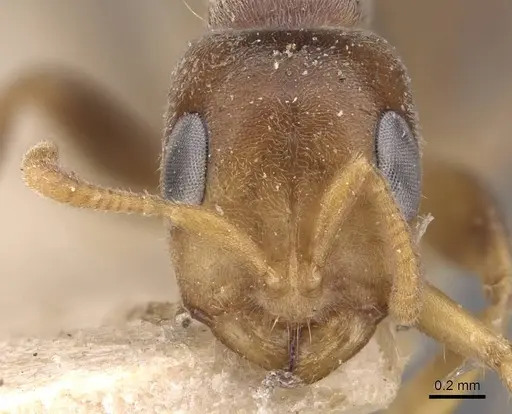 Pseudomyrmex tachigaliae specimen CASENT0907549 image casent0907549_2