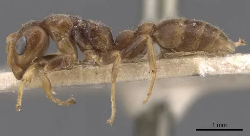 Pseudomyrmex tachigaliae specimen CASENT0907549 image casent0907549_3