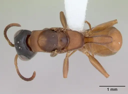 Pseudomyrmex tenuis specimen CASENT0173780 image casent0173780_1