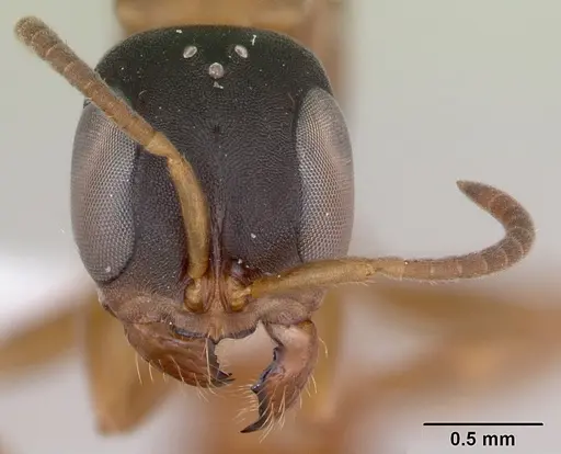 Pseudomyrmex tenuis specimen CASENT0173780 image casent0173780_2