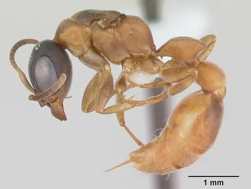 Pseudomyrmex tenuis specimen CASENT0173780 image casent0173780_3